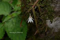 Dendrobium heyneanum